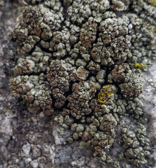 Rhizoplaca opiniconensis