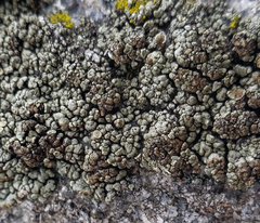 Rhizoplaca opiniconensis