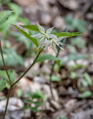 Prosartes maculata