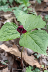 Trillium sulcatum