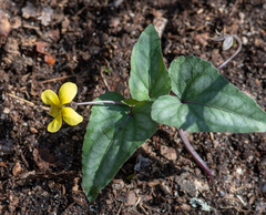 Viola hastata