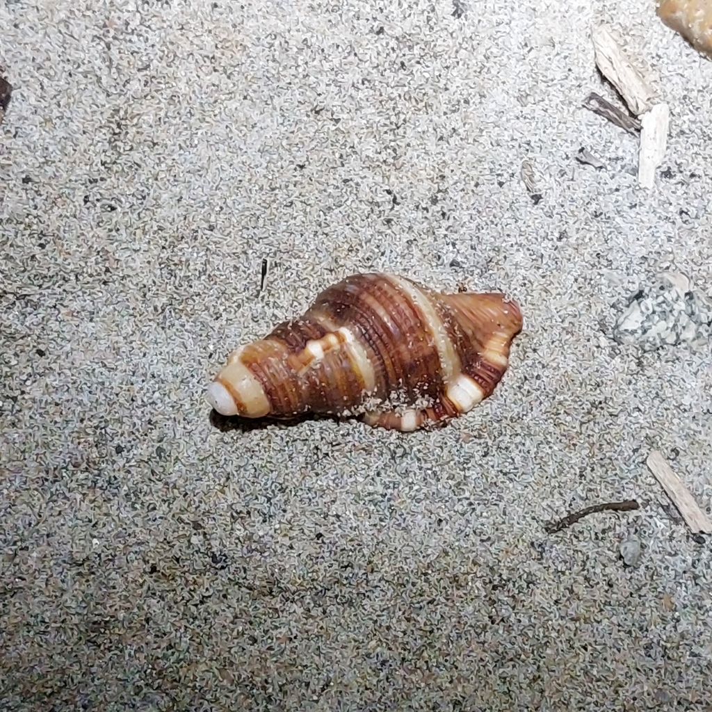 Monoplex macrodon