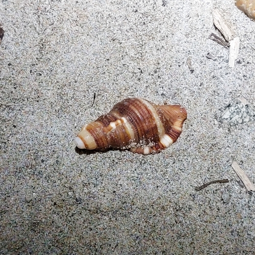 Monoplex macrodon