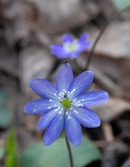 Hepatica acutiloba