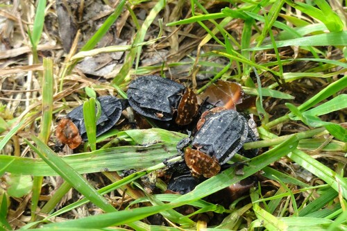 Oiceoptoma thoracicum
