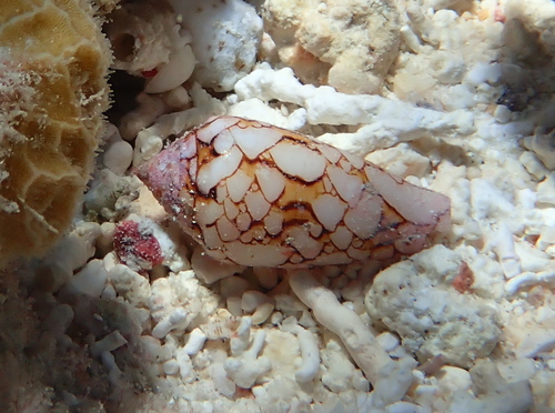 タガヤサンミナシの写真