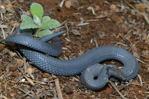 Red-snouted Wolf Snake