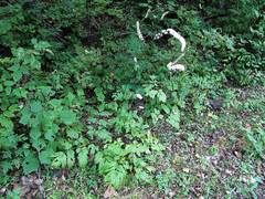 Actaea simplex