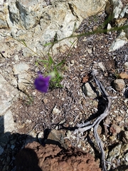 Neogaerrhinum strictum