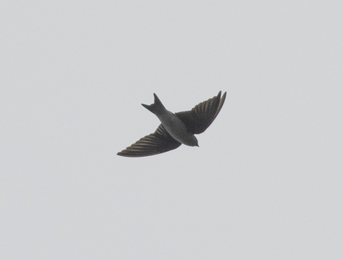 Golden Swallow (Tachycineta euchrysea), photo 4