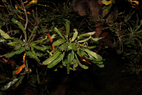 Image of Banksia aemula by (c) Greg Tasney, some rights reserved (CC BY-SA)