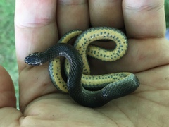 Diadophis punctatus stictogenys