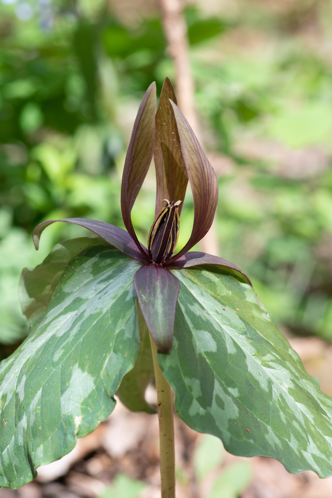 Trillium cuneatum