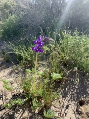 Lupinus odoratus