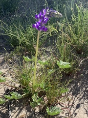 Lupinus odoratus