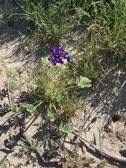 Lupinus odoratus