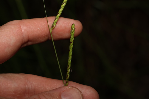 Image of Urochloa eminii by (c) Greg Tasney, some rights reserved (CC BY-SA)