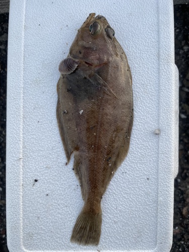 Pacifische zandschol (Citharichthys sordidus) — Paralichthyidae — 3
