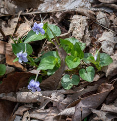 Viola rostrata