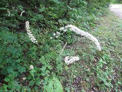 Actaea simplex