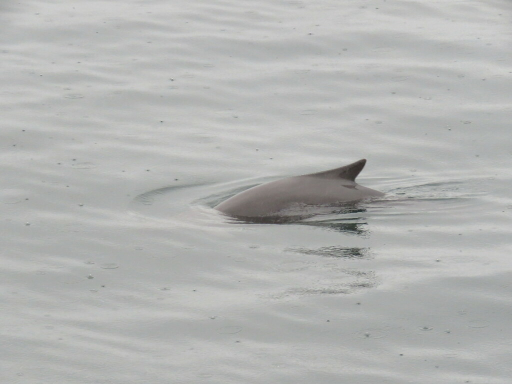 Burmeister's porpoise surfacing in calm grey water, with its small dorsal fin and back showing