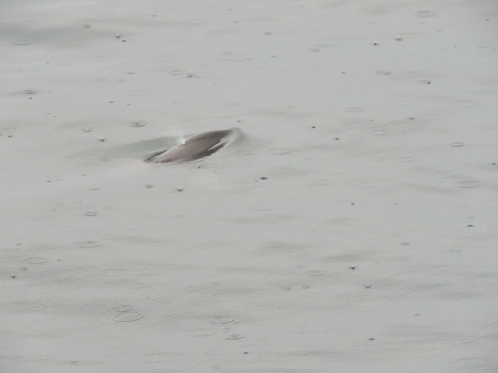 Burmeister's porpoise with only its back breaking the surface of a calm bay