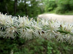 Actaea simplex