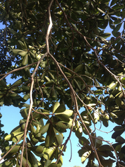 Terminalia microcarpa