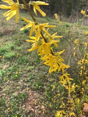Forsythia × intermedia