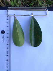 Terminalia microcarpa