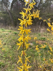 Forsythia × intermedia