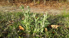 Gamochaeta calviceps