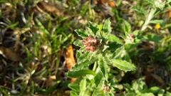 Gamochaeta calviceps