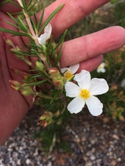 Cistus clusii