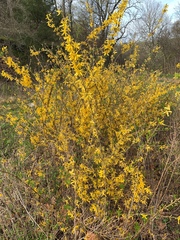 Forsythia × intermedia