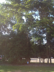 Terminalia microcarpa