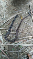 Amphiesma stolatum