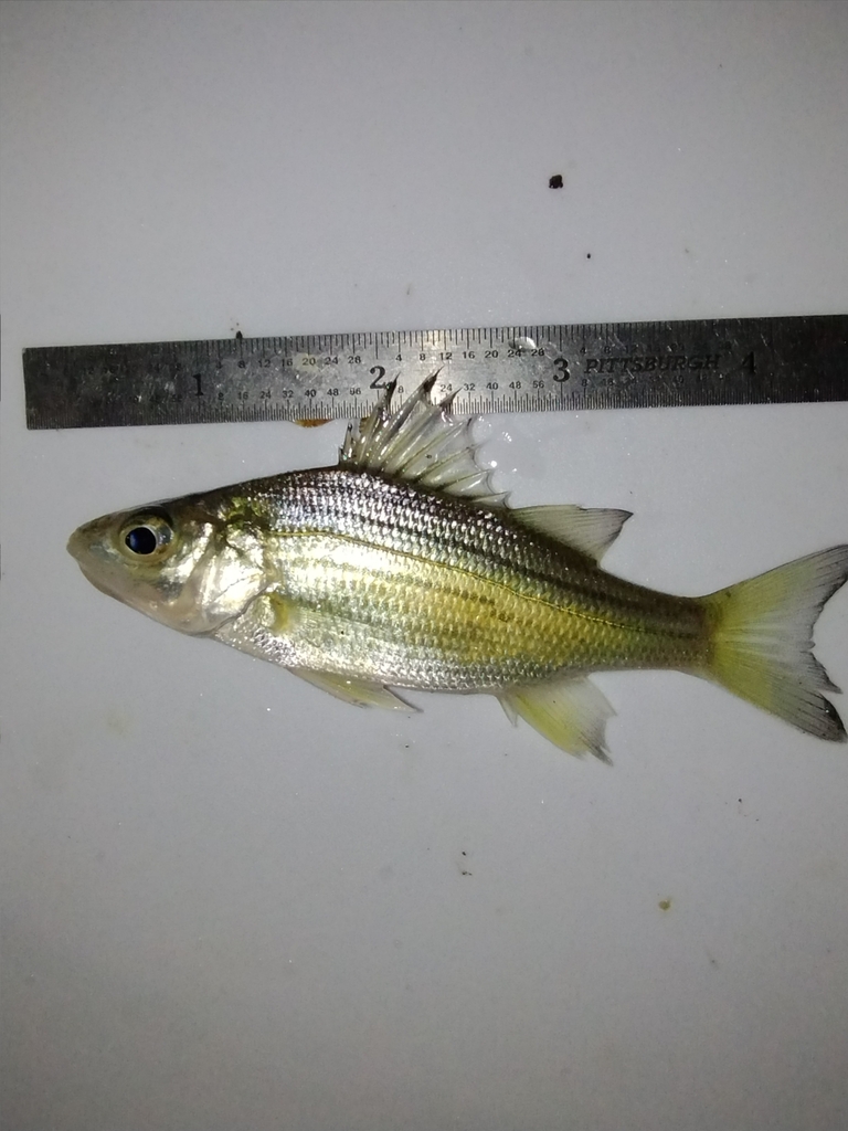 Photo of a Yellow Bass