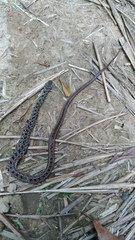 Amphiesma stolatum
