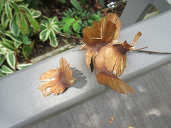 Terminalia calamansanai