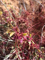 Cuscuta epithymum