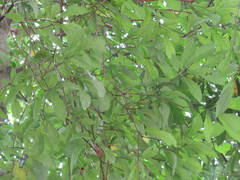 Terminalia calamansanai