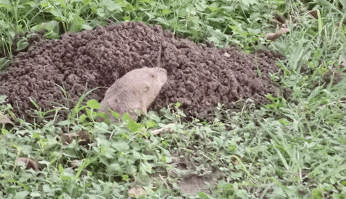 Attwater's Pocket Gopher