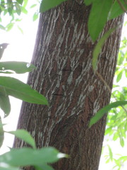 Terminalia calamansanai