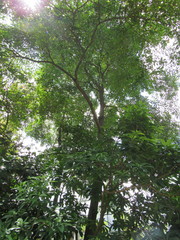 Terminalia calamansanai