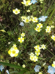 Hesperomecon linearis