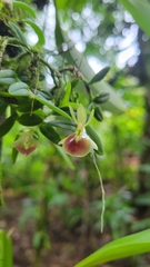 Epidendrum peperomia image