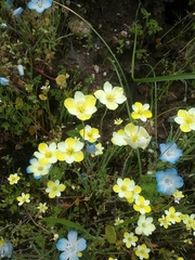 Hesperomecon linearis