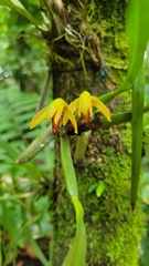Image of Maxillaria aciantha