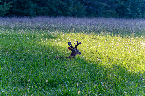 White-tailed Deer photographed in Tennessee